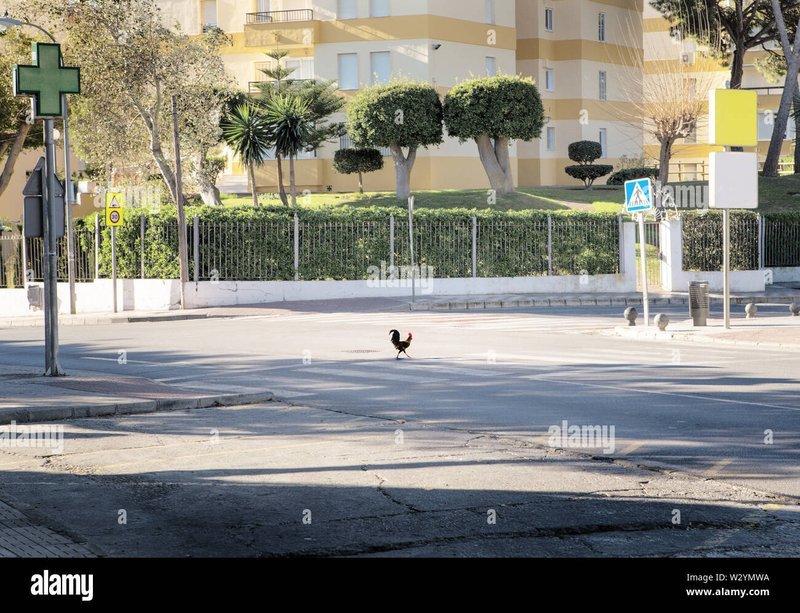 Overview of chicken road